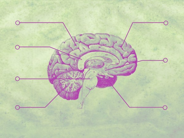 A Simplified Structure of the Human&nbsp;Brain